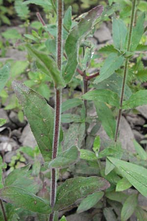 Epilobium parviflorum \ Kleinbl�tiges Weidenr�schen / Hoary Willowherb, Small-Flowered Willowherb, D Germersheim-Lingenfeld 28.7.2007