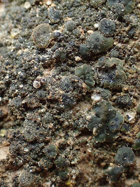 Endocarpon pusillum \ Kleine Leder-Flechte / Cole Lichen, D Alsheim 1.6.2018