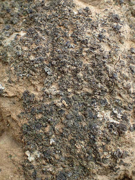 Endocarpon pusillum \ Kleine Leder-Flechte / Cole Lichen, D Alsheim 1.6.2018