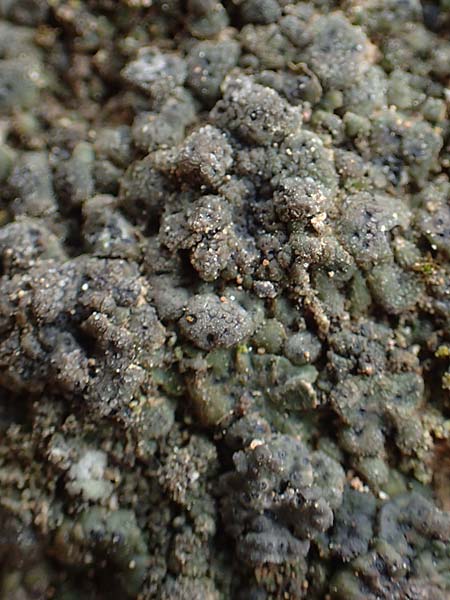 Endocarpon pusillum \ Kleine Leder-Flechte / Cole Lichen, D Alsheim 1.6.2018