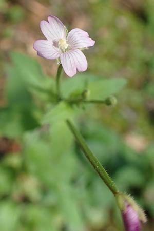 Epilobium parviflorum \ Kleinbl�tiges Weidenr�schen / Hoary Willowherb, Small-Flowered Willowherb, D Aachen 27.7.2020