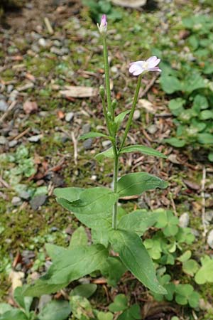 Epilobium parviflorum \ Kleinbl�tiges Weidenr�schen / Hoary Willowherb, Small-Flowered Willowherb, D Aachen 27.7.2020