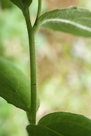 Epilobium parviflorum \ Kleinbl�tiges Weidenr�schen / Hoary Willowherb, Small-Flowered Willowherb, D Aachen 27.7.2020