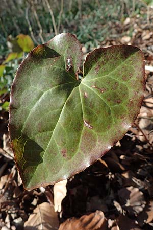 Epimedium x perralchicum, Frohnleiten Barren-Wort