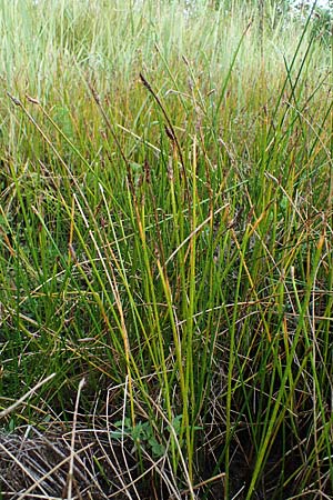 Eleocharis palustris \ Gew�hnliche Sumpfbinse, Gemeine Sumpfsimse / Common Spike Rush, D Hassloch 23.7.2022