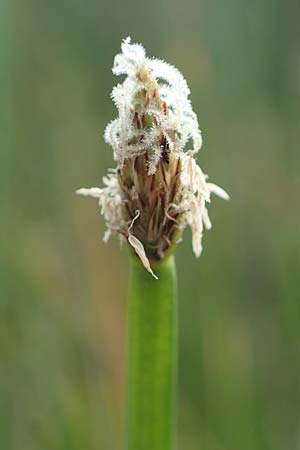 Eleocharis palustris \ Gew�hnliche Sumpfbinse, Gemeine Sumpfsimse / Common Spike Rush, D Hassloch 23.7.2022