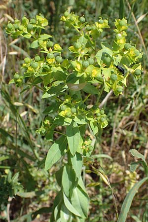 Euphorbia platyphyllos, Broad-Leaved Spurge