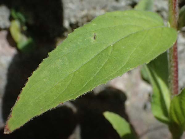 Epilobium parviflorum \ Kleinbl�tiges Weidenr�schen / Hoary Willowherb, Small-Flowered Willowherb, D Mannheim 9.9.2024