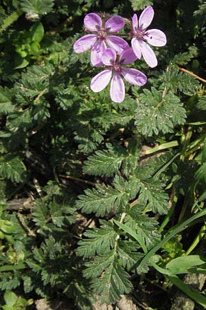 Erodium cicutarium, Gew&ouml;hnlicher Reiherschnabel