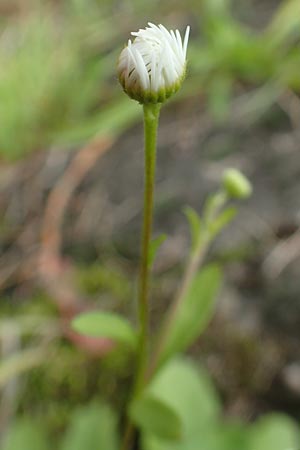 Erigeron strigosus / Common Eastern Fleabane, Prairie Fleabane, D Mannheim 20.9.2015