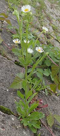 Erigeron strigosus / Common Eastern Fleabane, Prairie Fleabane, D Mannheim 23.9.2015
