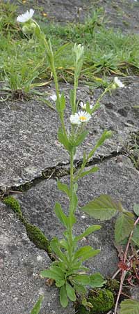 Erigeron strigosus / Common Eastern Fleabane, Prairie Fleabane, D Mannheim 23.9.2015
