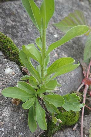 Erigeron strigosus / Common Eastern Fleabane, Prairie Fleabane, D Mannheim 23.9.2015