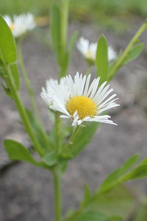 Erigeron strigosus / Common Eastern Fleabane, Prairie Fleabane, D Mannheim 23.9.2015