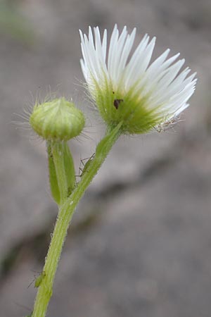 Erigeron strigosus / Common Eastern Fleabane, Prairie Fleabane, D Mannheim 23.9.2015