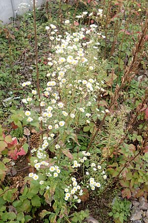 Erigeron annuus / Tall Fleabane, D Mannheim 23.9.2015