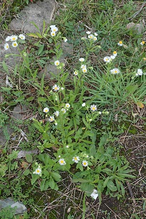 Erigeron strigosus / Common Eastern Fleabane, Prairie Fleabane, D Mannheim 23.9.2015