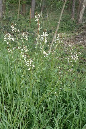 Eruca vesicaria \ Senf-Rauke / Garden Rocket, D Erlenbach am Main 28.4.2016