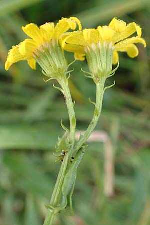 Senecio erucifolius \ Raukenbl�ttriges Greiskraut / Hoary Ragwort, D Kehl 7.10.2017