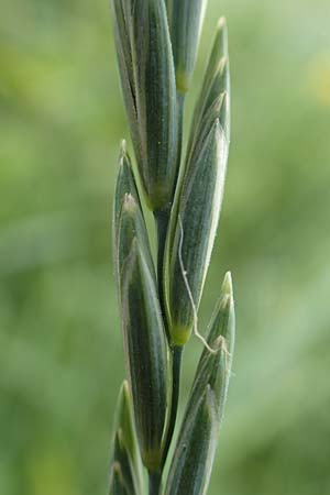 Elymus hispidus \ Graugr�ne Quecke / Intermediate Wheatgrass, D Philippsburg 6.6.2019
