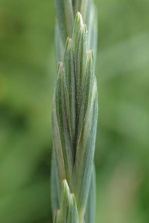 Elymus hispidus \ Graugr�ne Quecke / Intermediate Wheatgrass, D Philippsburg 6.6.2019