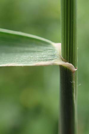 Elymus hispidus \ Graugr�ne Quecke / Intermediate Wheatgrass, D Philippsburg 6.6.2019