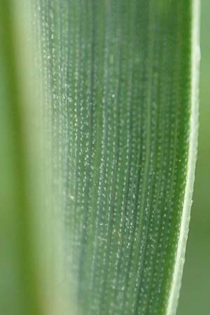 Elymus hispidus \ Graugr�ne Quecke / Intermediate Wheatgrass, D Philippsburg 6.6.2019