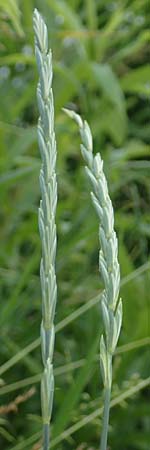 Elymus hispidus \ Graugr�ne Quecke / Intermediate Wheatgrass, D Philippsburg 6.6.2019
