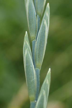 Elymus hispidus \ Graugr�ne Quecke / Intermediate Wheatgrass, D Philippsburg 6.6.2019