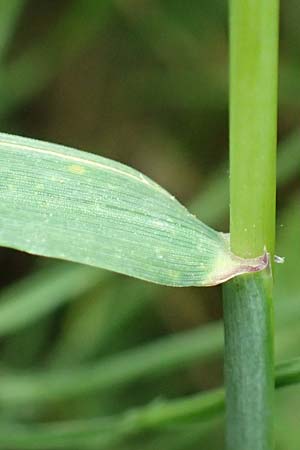 Elymus hispidus \ Graugr�ne Quecke / Intermediate Wheatgrass, D Philippsburg 6.6.2019