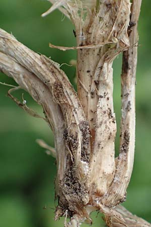 Elymus hispidus \ Graugr�ne Quecke / Intermediate Wheatgrass, D Philippsburg 6.6.2019