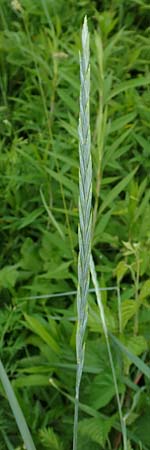 Elymus hispidus \ Graugr�ne Quecke / Intermediate Wheatgrass, D Philippsburg 6.6.2019