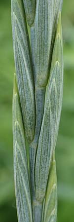 Elymus hispidus \ Graugr�ne Quecke / Intermediate Wheatgrass, D Philippsburg 6.6.2019