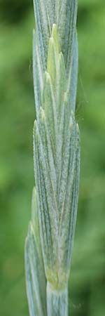 Elymus hispidus \ Graugr�ne Quecke / Intermediate Wheatgrass, D Philippsburg 6.6.2019