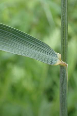 Elymus hispidus \ Graugr�ne Quecke / Intermediate Wheatgrass, D Philippsburg 6.6.2019