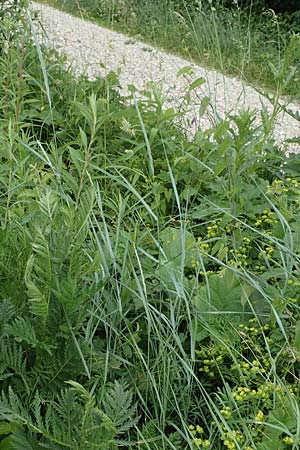Elymus hispidus \ Graugr�ne Quecke / Intermediate Wheatgrass, D Philippsburg 6.6.2019