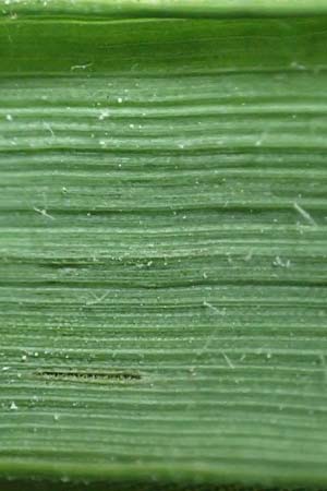 Elymus hispidus \ Graugr�ne Quecke / Intermediate Wheatgrass, D Philippsburg 6.6.2019