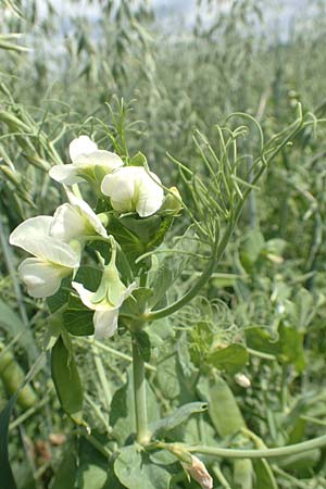 Lathyrus oleraceus var. oleraceus \ Garten-Erbse / Pea, D Gladenbach 22.6.2020