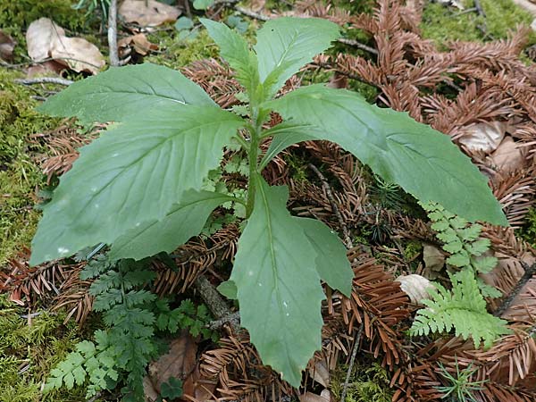 Erechtites hieraciifolius / American Burnweed, Fireweed, D Black-Forest, Gengenbach 21.7.2020