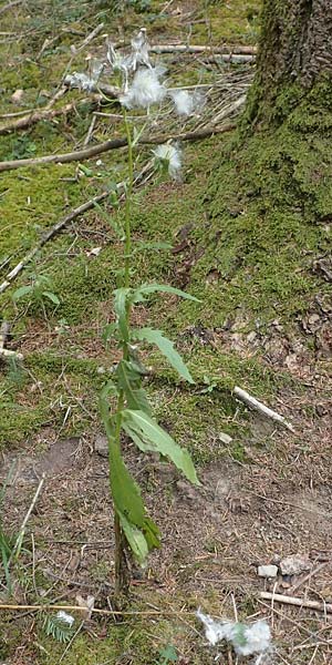 Erechtites hieraciifolius / American Burnweed, Fireweed, D Black-Forest, Gengenbach 6.9.2020