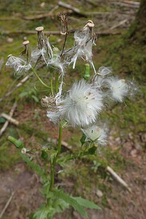 Erechtites hieraciifolius / American Burnweed, Fireweed, D Black-Forest, Gengenbach 6.9.2020