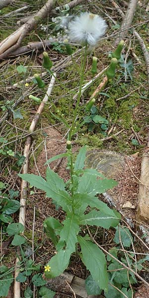 Erechtites hieraciifolius / American Burnweed, Fireweed, D Black-Forest, Gengenbach 6.9.2020