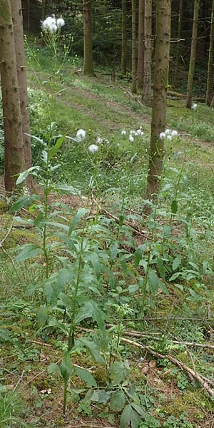 Erechtites hieraciifolius / American Burnweed, Fireweed, D Black-Forest, Gengenbach 6.9.2020