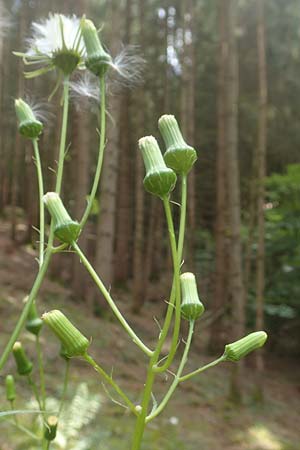 Erechtites hieraciifolius / American Burnweed, Fireweed, D Black-Forest, Gengenbach 6.9.2020
