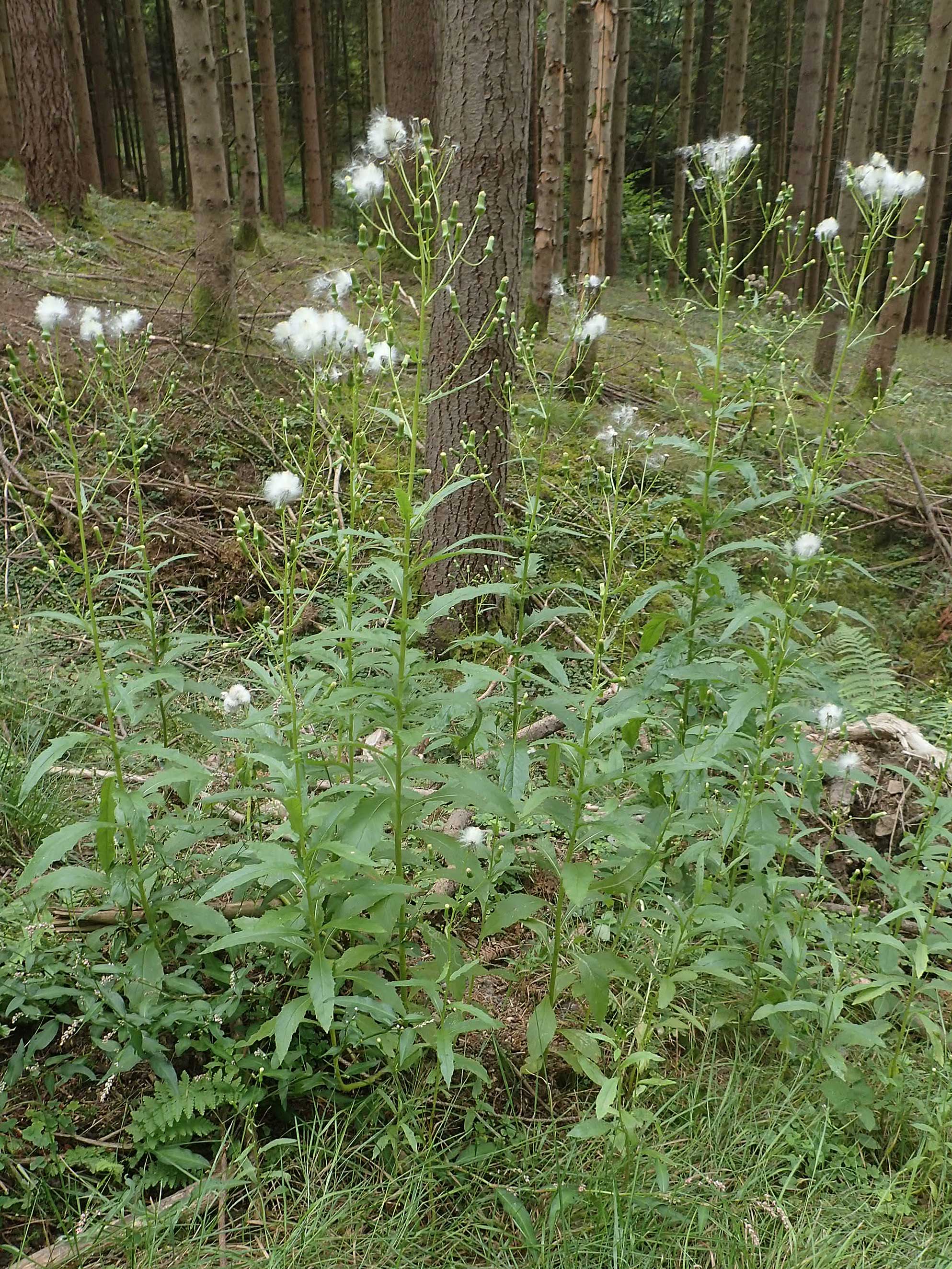 Erechtites hieraciifolius / American Burnweed, Fireweed, D Black-Forest, Gengenbach 6.9.2020