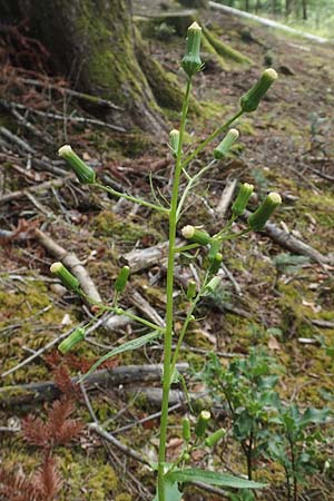 Erechtites hieraciifolius / American Burnweed, Fireweed, D Black-Forest, Gengenbach 6.9.2020