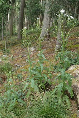 Erechtites hieraciifolius / American Burnweed, Fireweed, D Black-Forest, Gengenbach 6.9.2020