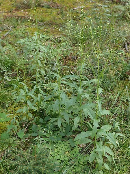 Erechtites hieraciifolius / American Burnweed, Fireweed, D Black-Forest, Gengenbach 6.9.2020