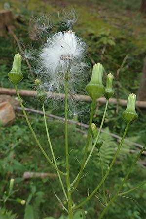 Erechtites hieraciifolius / American Burnweed, Fireweed, D Black-Forest, Gengenbach 6.9.2020