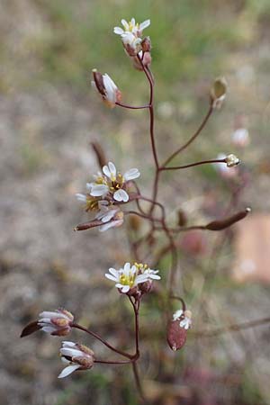Draba verna agg. \ Fr�hlings-Hungerbl�mchen / Common Whitlowgrass, D Viernheim 9.4.2021